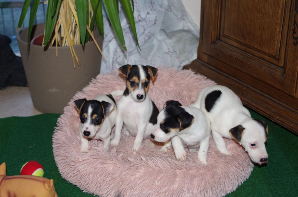 a l'ouest des prés de l'abby - Chiots disponibles - Parson Russell Terrier