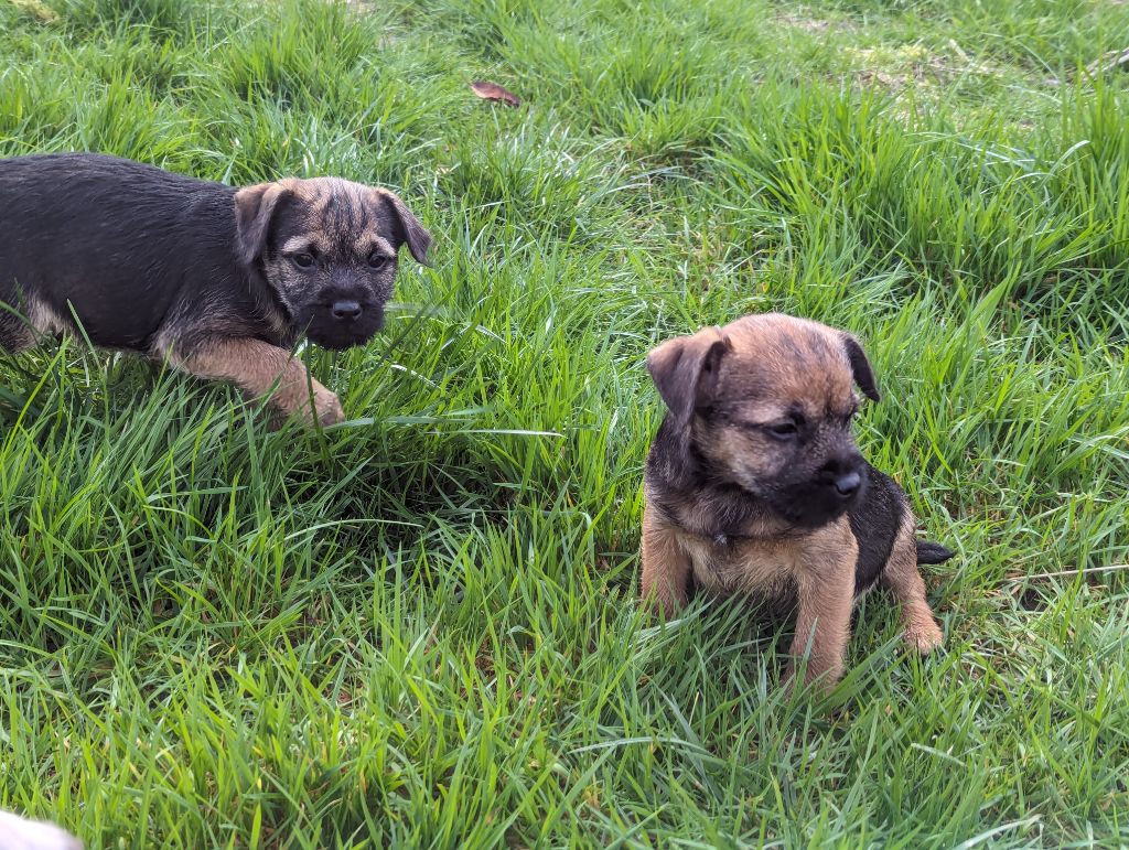 a l'ouest des prés de l'abby - Chiots disponibles - Border Terrier