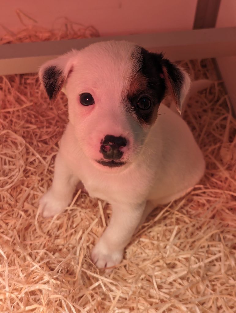 a l'ouest des prés de l'abby - Chiots disponibles - Jack Russell Terrier