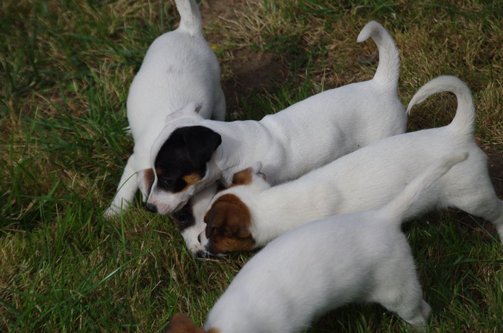 Chiot Jack Russell Terrier a l'ouest des prés de l'abby