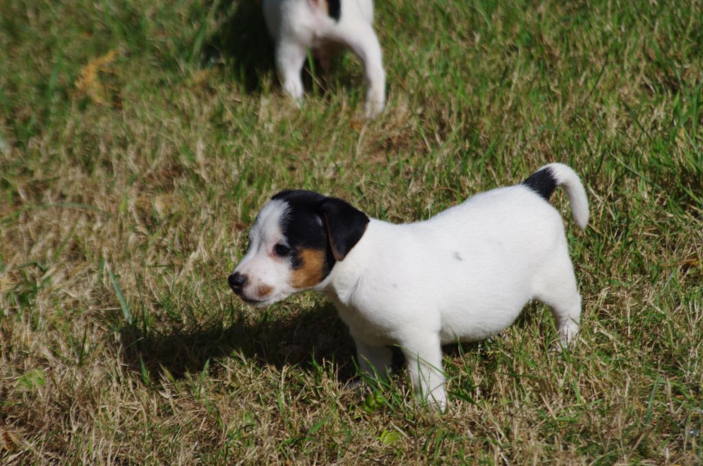 A L'Ouest Des Prés De L'Abby - Chiots disponibles - Jack Russell Terrier