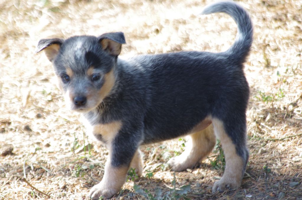 a l'ouest des prés de l'abby - Chiots disponibles - Bouvier australien