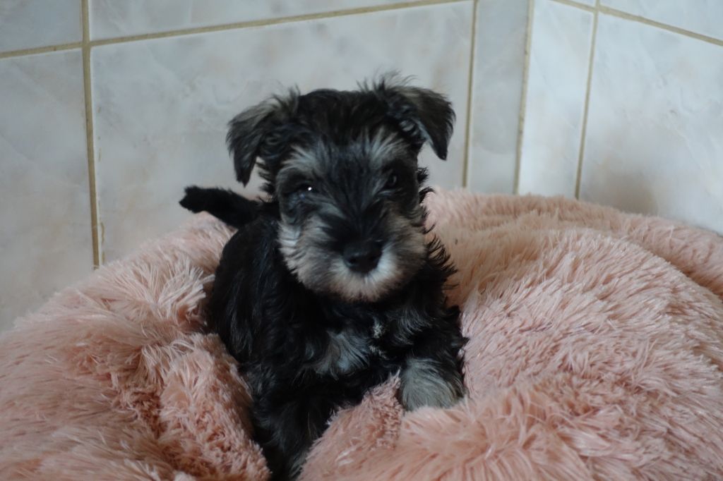 A L'Ouest Des Prés De L'Abby - Chiots disponibles - Schnauzer miniature