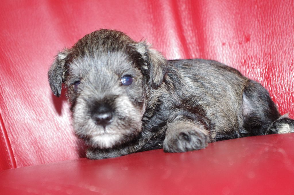 a l'ouest des prés de l'abby - Chiots disponibles - Schnauzer miniature