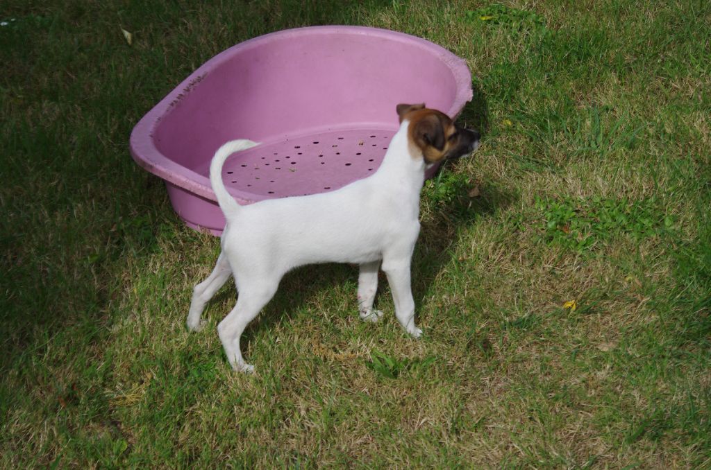 a l'ouest des prés de l'abby - Chiots disponibles - Jack Russell Terrier