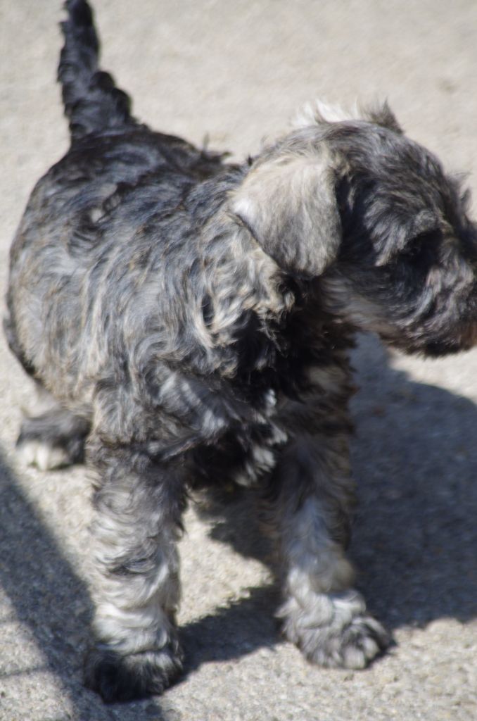 a l'ouest des prés de l'abby - Chiots disponibles - Schnauzer miniature