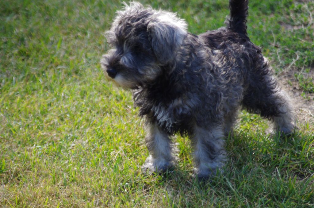 a l'ouest des prés de l'abby - Chiots disponibles - Schnauzer miniature