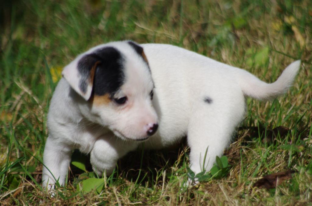 a l'ouest des prés de l'abby - Chiots disponibles - Jack Russell Terrier