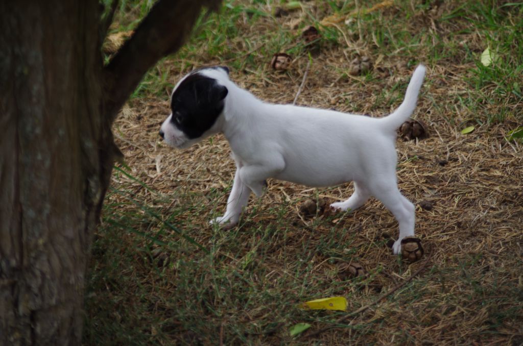 a l'ouest des prés de l'abby - Chiots disponibles - Jack Russell Terrier