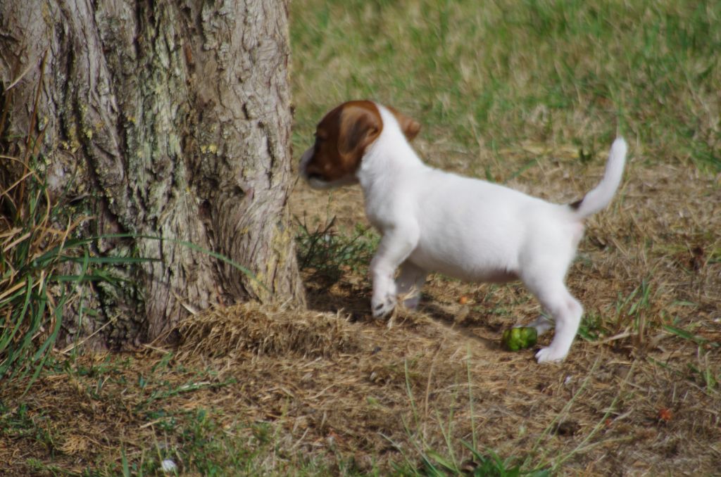 a l'ouest des prés de l'abby - Chiots disponibles - Jack Russell Terrier