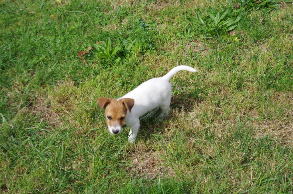 a l'ouest des prés de l'abby - Chiots disponibles - Jack Russell Terrier