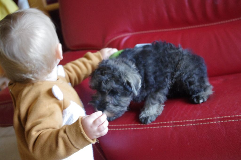 A L'Ouest Des Prés De L'Abby - Chiots disponibles - Schnauzer miniature