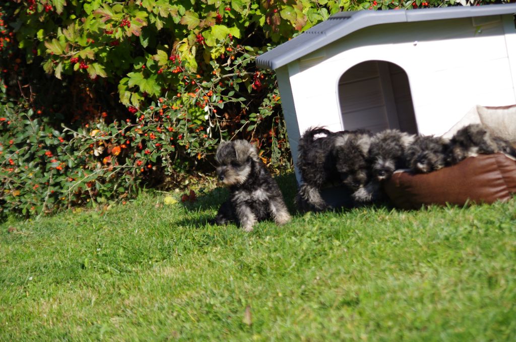 A L'Ouest Des Prés De L'Abby - Chiots disponibles - Schnauzer miniature