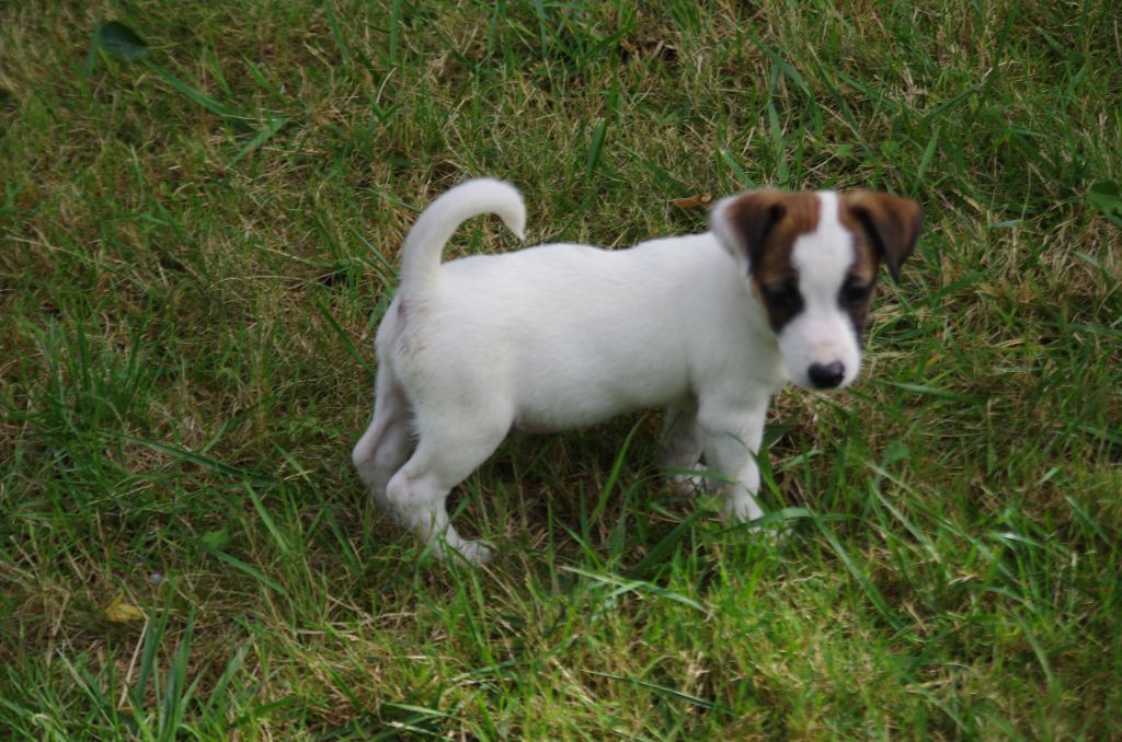 a l'ouest des prés de l'abby - Chiots disponibles - Jack Russell Terrier
