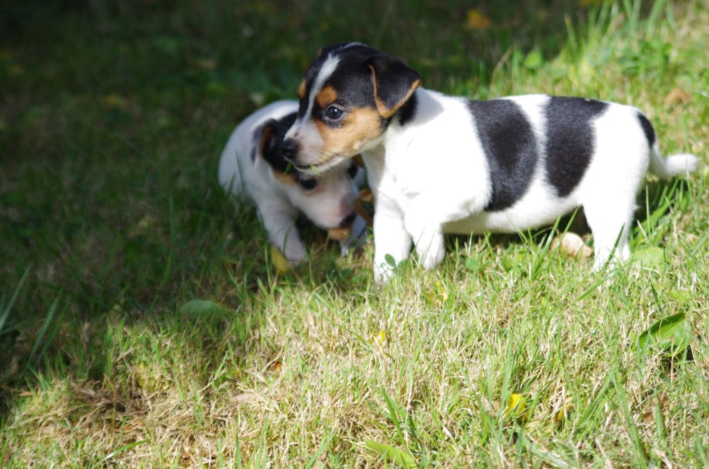 a l'ouest des prés de l'abby - Chiots disponibles - Jack Russell Terrier