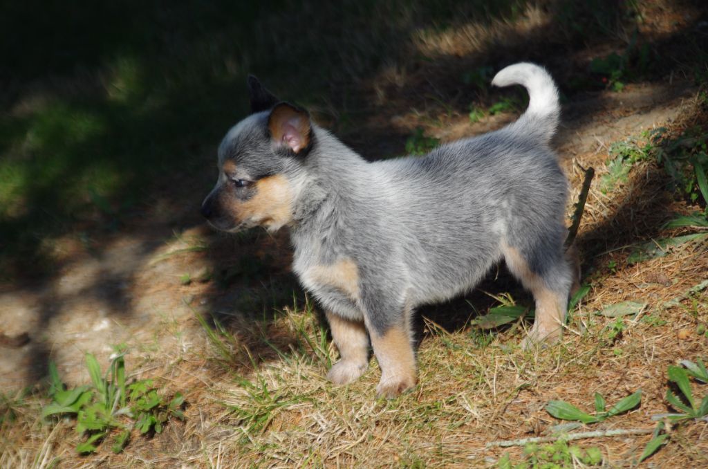 a l'ouest des prés de l'abby - Chiots disponibles - Bouvier australien